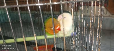 love birds for sale