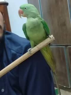 raw parrot