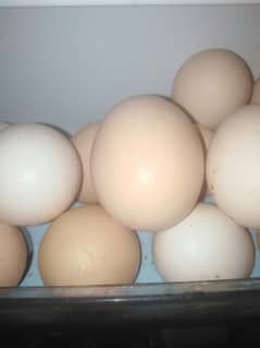 03465373155