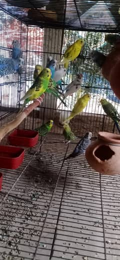 badgie Australian parrot
