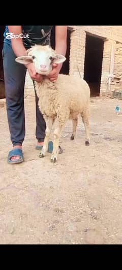 sheep