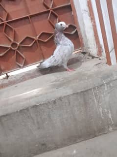 mukhi female pegion for sale