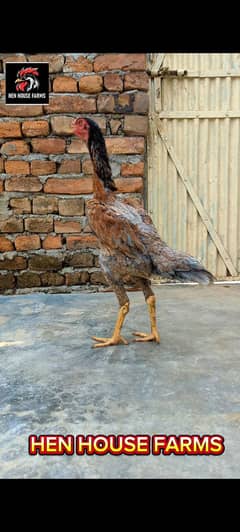 O shamo Female (Ready to breed)