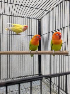 LOVE BIRDS