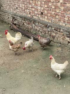 2 female and 1 male for sale dasi murga