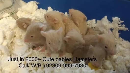 Hamsters /Guinea pig
