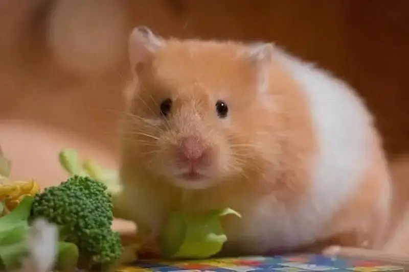 Hamsters /Guinea pig — photo 2