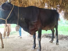 Dariy farm cook 1 and dairy farm work