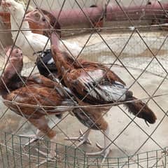 Aseel hens and pathay