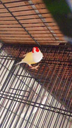Cocktail Vpied lutino Gouldian Albino java Pairs