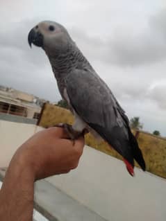 gray female 03156376925