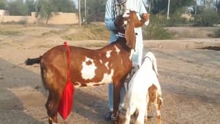 desi Bakri for sale 0370=46=85=463