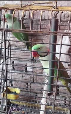 Talking parrot breader pair