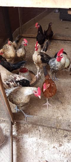 4 months age male and female for sell