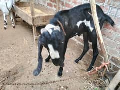 Bakra