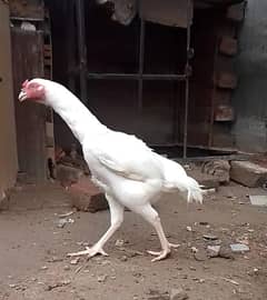 long hight aseel lover
