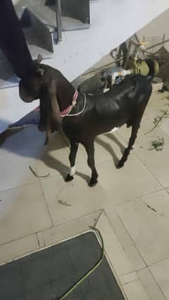 Bakra For Sale