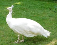 peacock Cameo and white