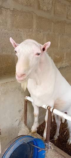 Pure Gulabi Teda