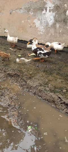 ducks and eggs