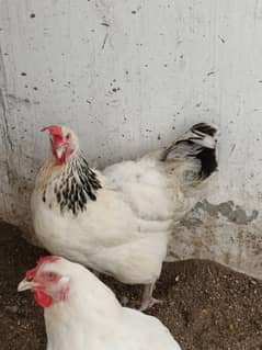 Sussex Egg laying Hen Rooster 3 hens pair white Long Horn