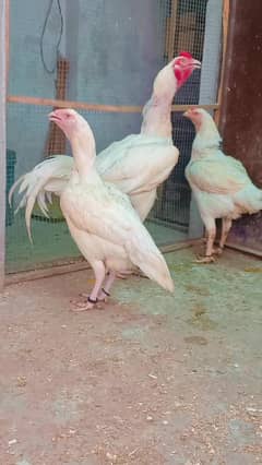 Heera/shamo/chick/eggs/pathy/madi/murga/hera/hira/hen/white/pure/aseel