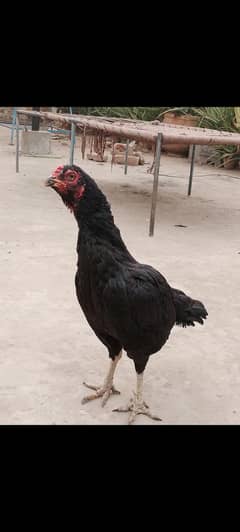 Aseel mushka female