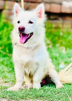 Russian Puppies / Pink Nose Puppy / Russian Pair