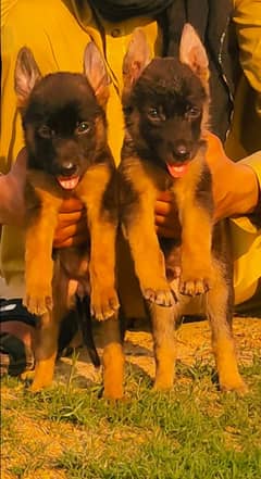 German Shepherd Male / Long Coat /Double Coat/ German Shepherd Female