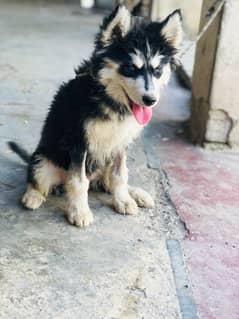 Siberian