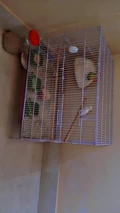 Love Bird With New Cage