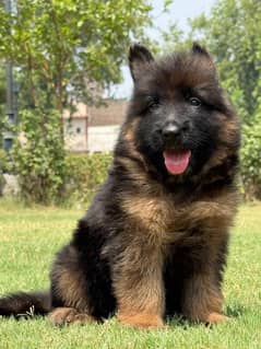 German shepherd puppy