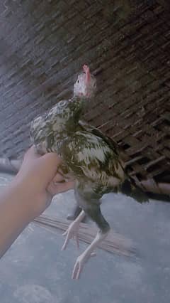 aseel bengum for sale ha jise chaiye ho rabta kary shukriya 0301979673