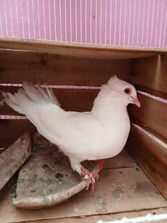 lakka