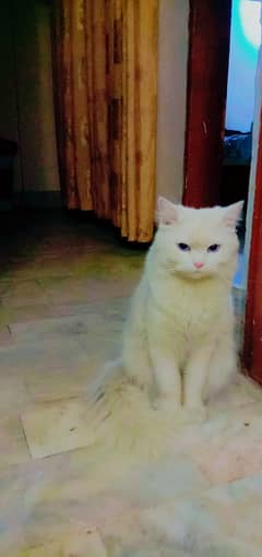 Persian