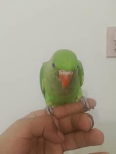 green ringneck parrot for sale age 4 months