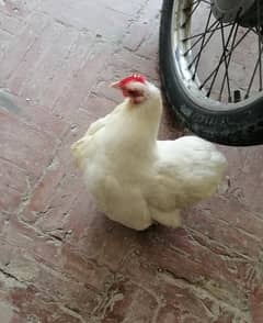 0 Size Bantum