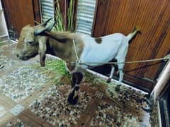 Goat for sale