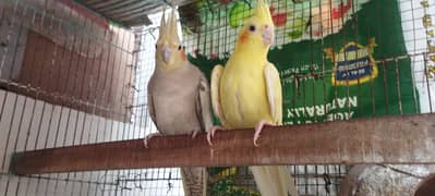 parrot's
