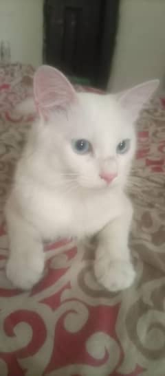 Beautiful Male Cat
