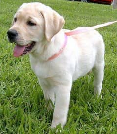 Labrador Puppy / Labrador Dog For Sale