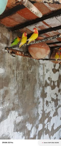 Lovebirds for sale