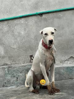 bully dog patha famous father son