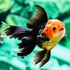 fishs