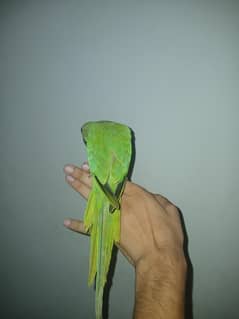 fully hand taimed 6 months old