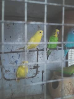 Budgies