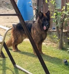 German shepherd Black mask pedigree