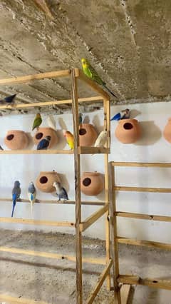 Shalis birds