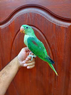 kashmiri raw parrot