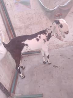 2 teeth's female goat